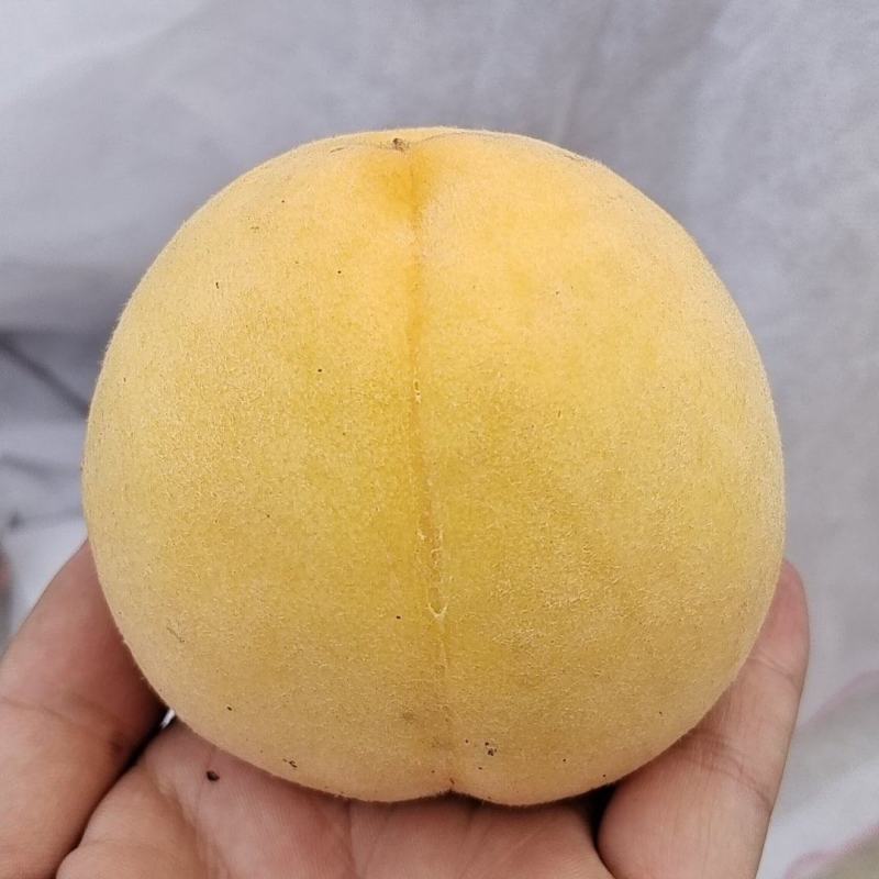 四川石棉桃子精品锦绣黄桃对接电商市场商超一手可视频