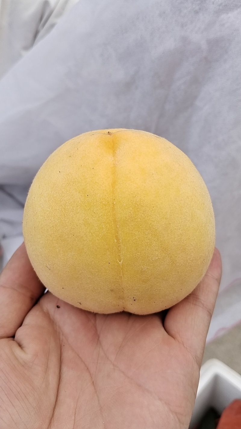 四川石棉桃子精品锦绣黄桃对接电商市场商超一手可视频