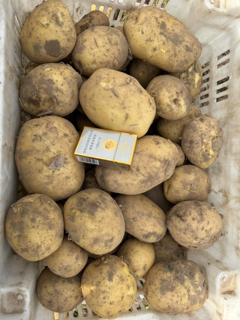 黄皮黄心土豆山西土豆产地直发品质保障对接全国市场