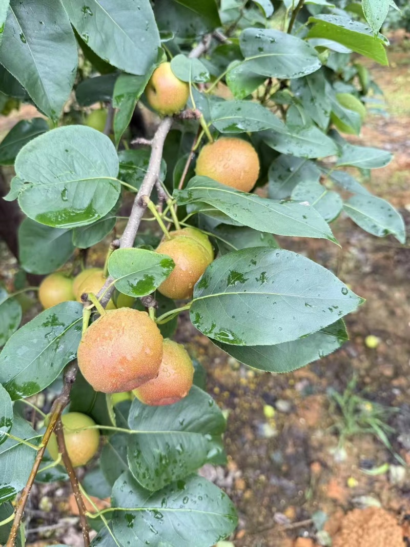 高原早酥梨，早白蜜（丁香梨）即将大量上市需要的老板可联系