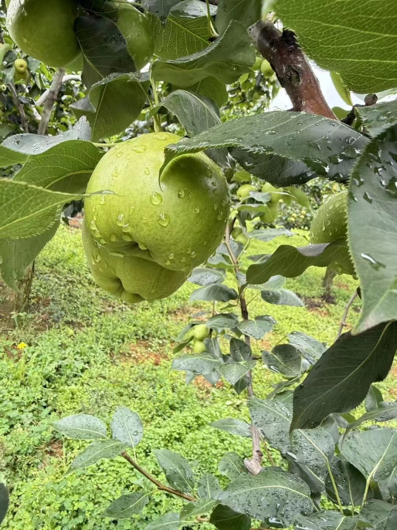 高原早酥梨，早白蜜（丁香梨）即将大量上市需要的老板可联系
