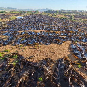 【海带】海带头产地直销量大质优价格优惠欢迎采购咨询