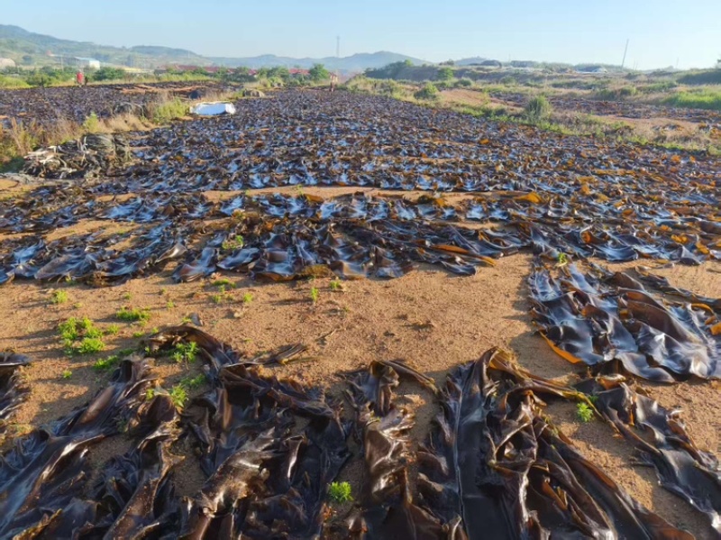 【海带】海带头产地直销量大质优价格优惠欢迎采购咨询