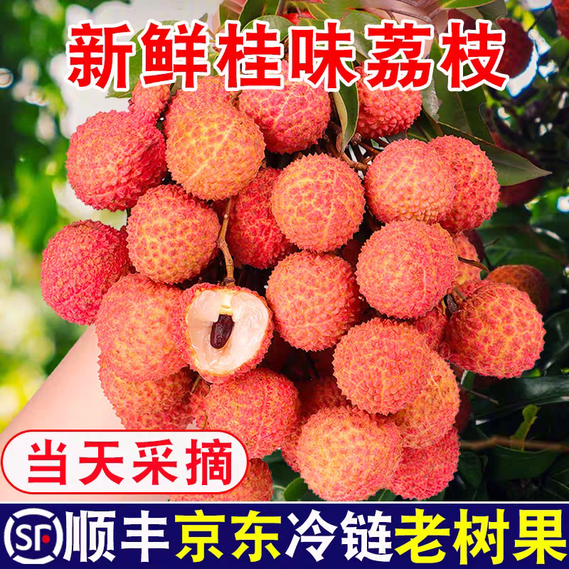 《桂味荔枝》广西荔枝/精品荔枝/40年老树/全国供应批发