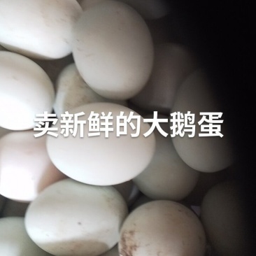 鸿泰蛋品批发鹅蛋