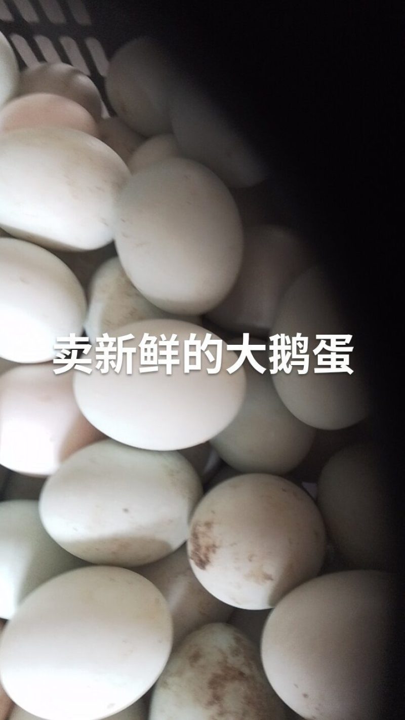 鸿泰蛋品批发鹅蛋