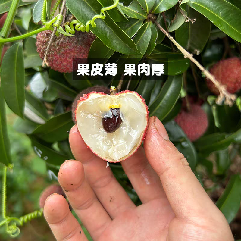 《鸡嘴荔枝》广西荔枝/精品荔枝/40年老树/全国供应批发