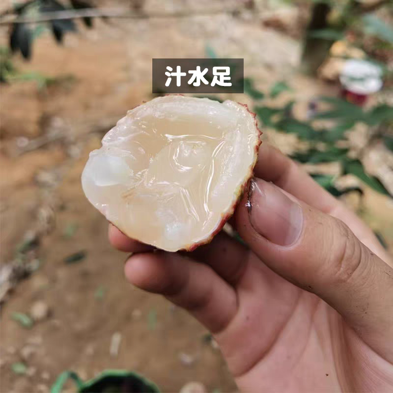 《鸡嘴荔枝》广西荔枝/精品荔枝/40年老树/全国供应批发