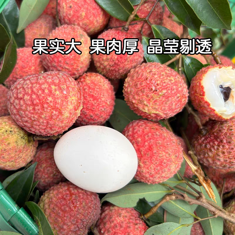《鸡嘴荔枝》广西荔枝/精品荔枝/40年老树/全国供应批发