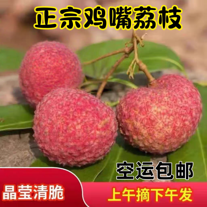 《鸡嘴荔枝》广西荔枝/精品荔枝/40年老树/全国供应批发