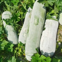 精品白皮冬瓜，产地直发，价格优惠，品质保证，一条龙服务