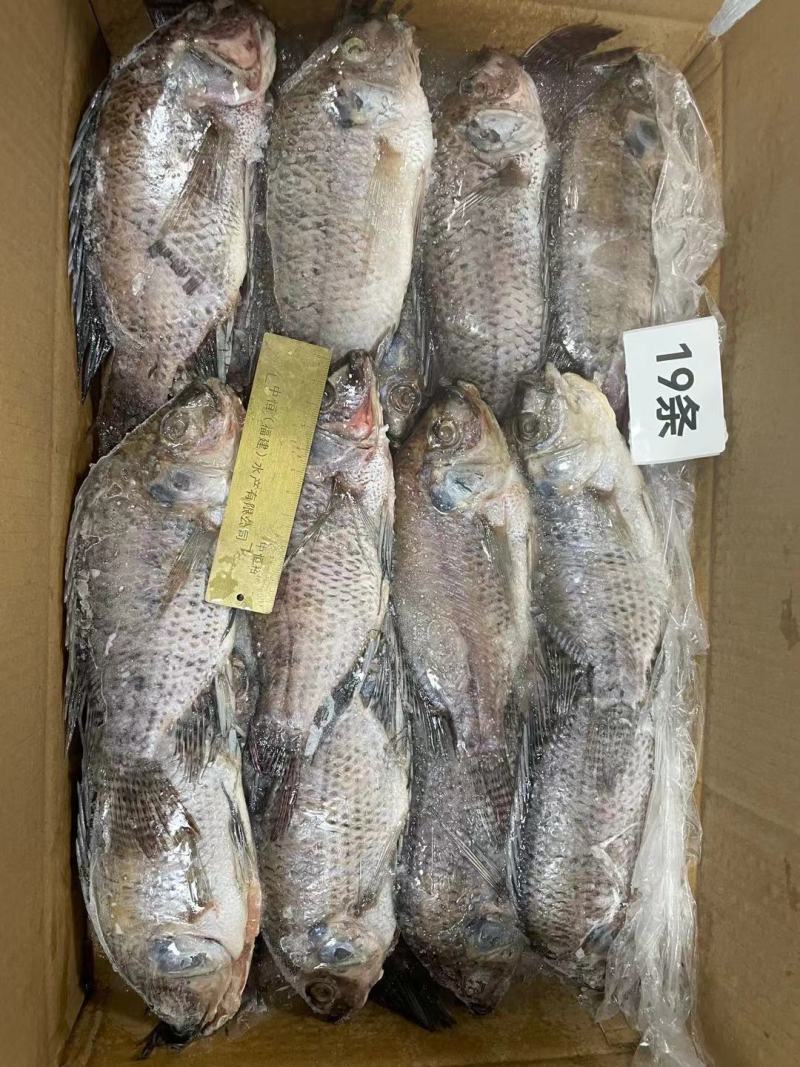 冷冻三去罗非鱼批发新鲜免处理19条8斤装餐饮冻品