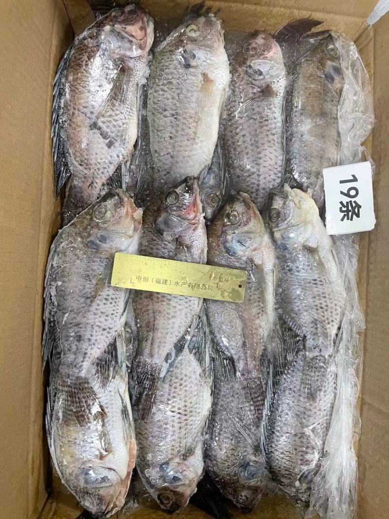 冷冻三去罗非鱼批发新鲜免处理19条8斤装餐饮冻品