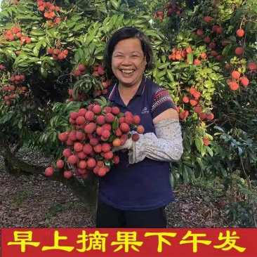 白糖罂荔枝/黑叶荔枝/品种齐全/视频看货/全国供应批发