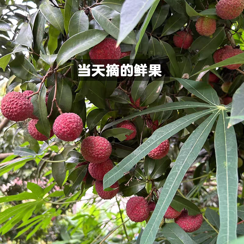 白糖罂荔枝/黑叶荔枝/品种齐全/视频看货/全国供应批发