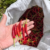 持续上货小米椒/朝天椒基地直出精品靓货
