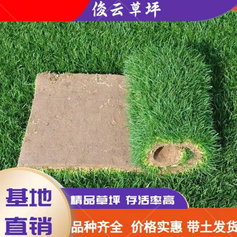 江苏草坪基地优选马尼拉草坪园区绿化工业绿化用