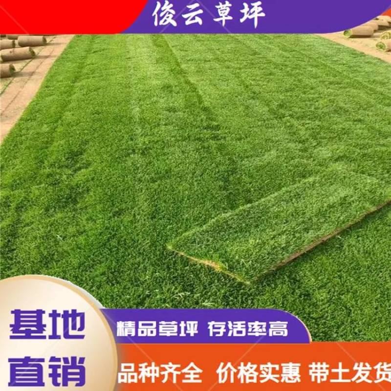 江苏草坪基地优选马尼拉草坪园区绿化工业绿化用