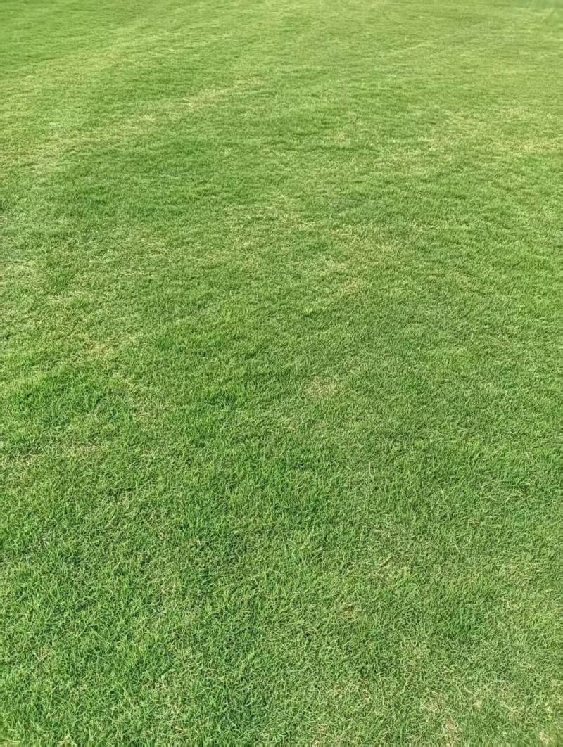 江苏草坪基地优选马尼拉草坪园区绿化工业绿化用