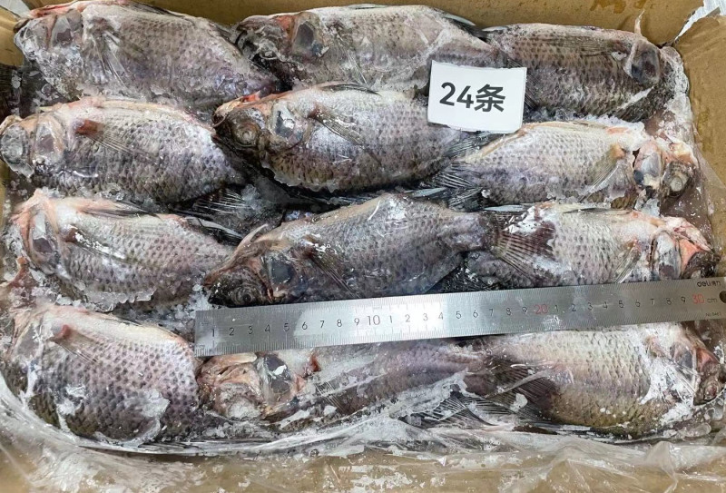 冷冻三去罗非鱼批发新鲜免处理24条8斤装餐饮水产冻品