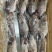 冷冻三去罗非鱼批发新鲜免处理24条8斤装餐饮水产冻品