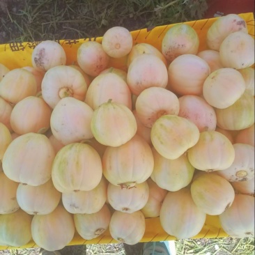 香瓜批发