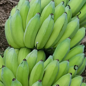 芭蕉