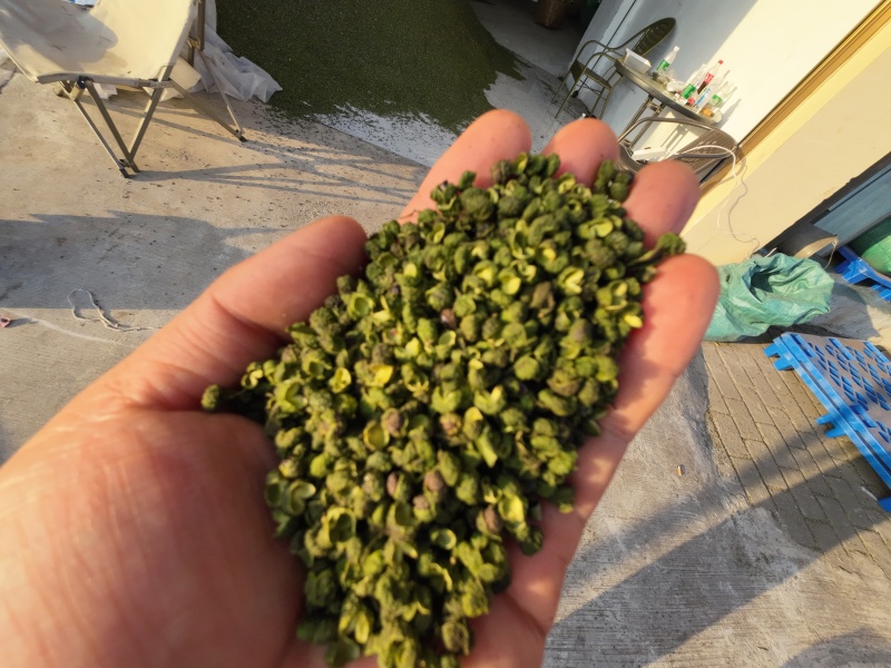 青麻椒/花椒/江津青麻椒/丫丫青麻/无刺青麻椒/大量批发