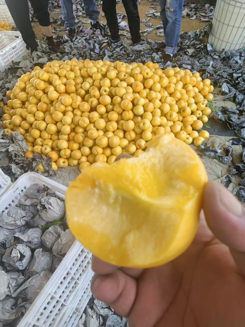 河北精品黄油桃，山坡地表皮光亮口感香甜供应全国市场，商超