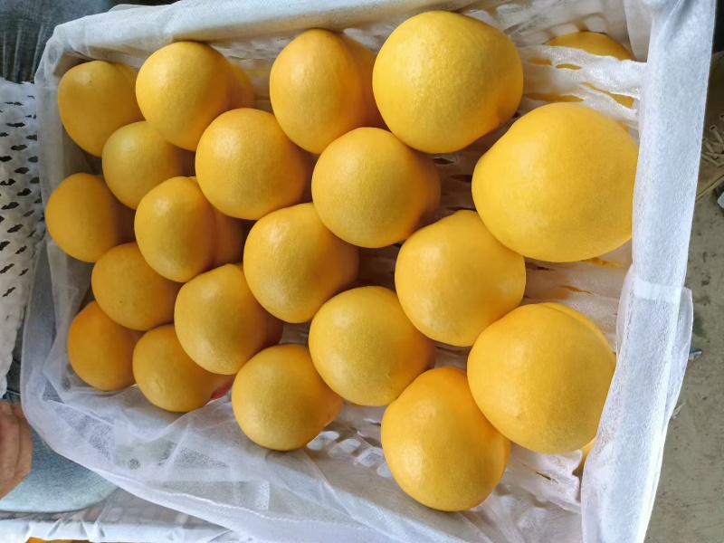 河北精品黄油桃，山坡地表皮光亮口感香甜供应全国市场，商超