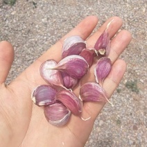 红蒜干蒜云南红蒜基地直供量大从优欢迎咨询