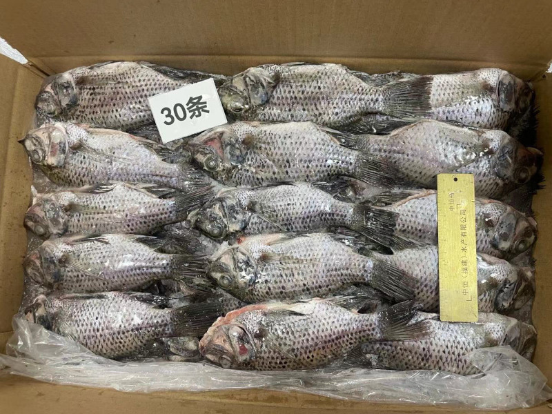 冷冻三去罗非鱼批发新鲜免处理30条8斤装餐饮水产冻品