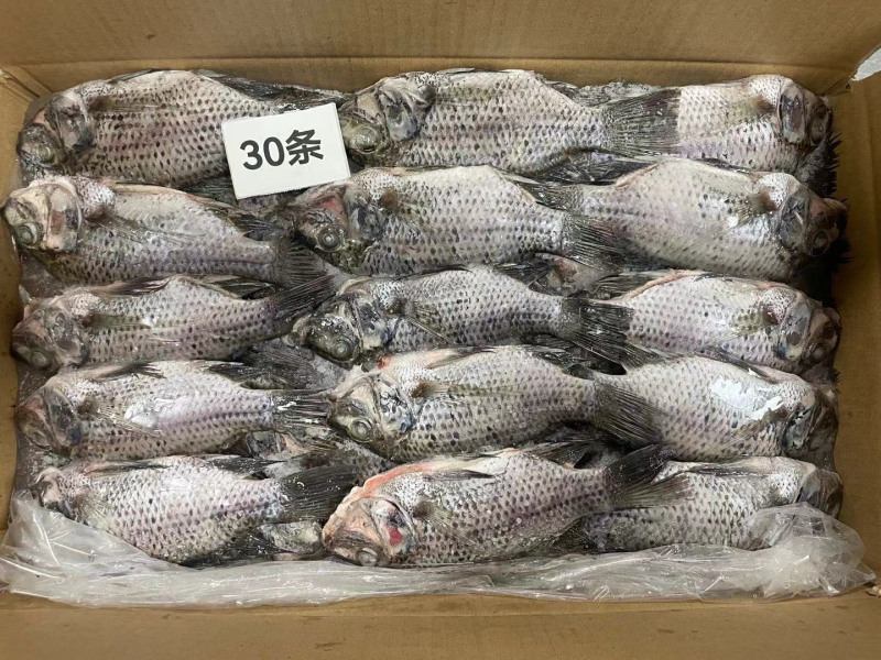 冷冻三去罗非鱼批发新鲜免处理30条8斤装餐饮水产冻品