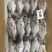 冷冻三去罗非鱼批发新鲜免处理30条8斤装餐饮水产冻品