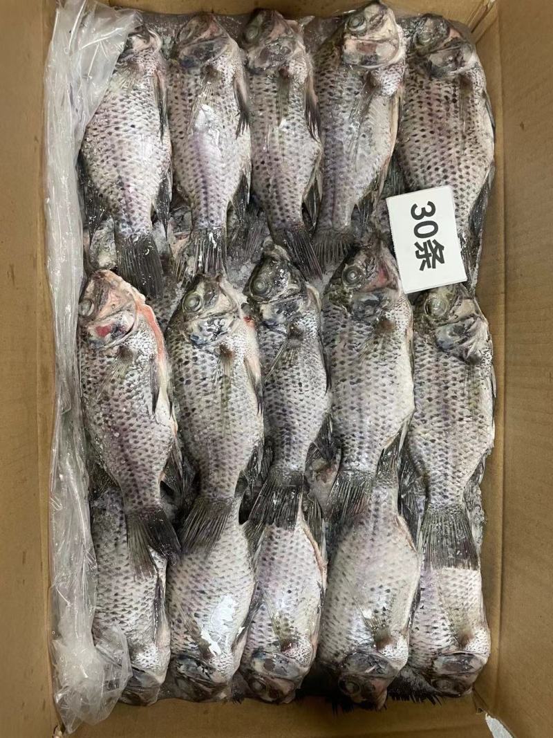 冷冻三去罗非鱼批发新鲜免处理30条8斤装餐饮水产冻品