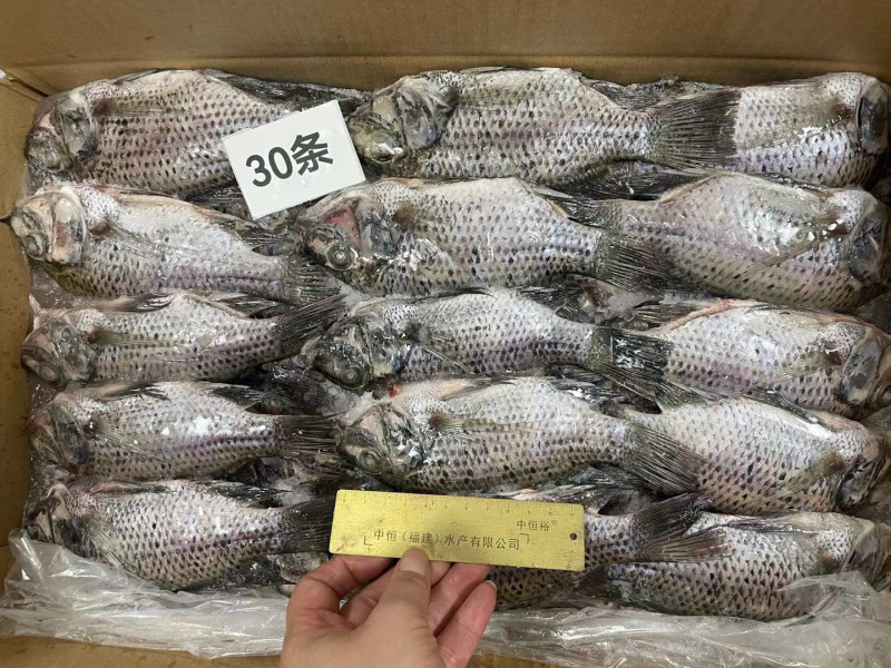 冷冻三去罗非鱼批发新鲜免处理30条8斤装餐饮水产冻品