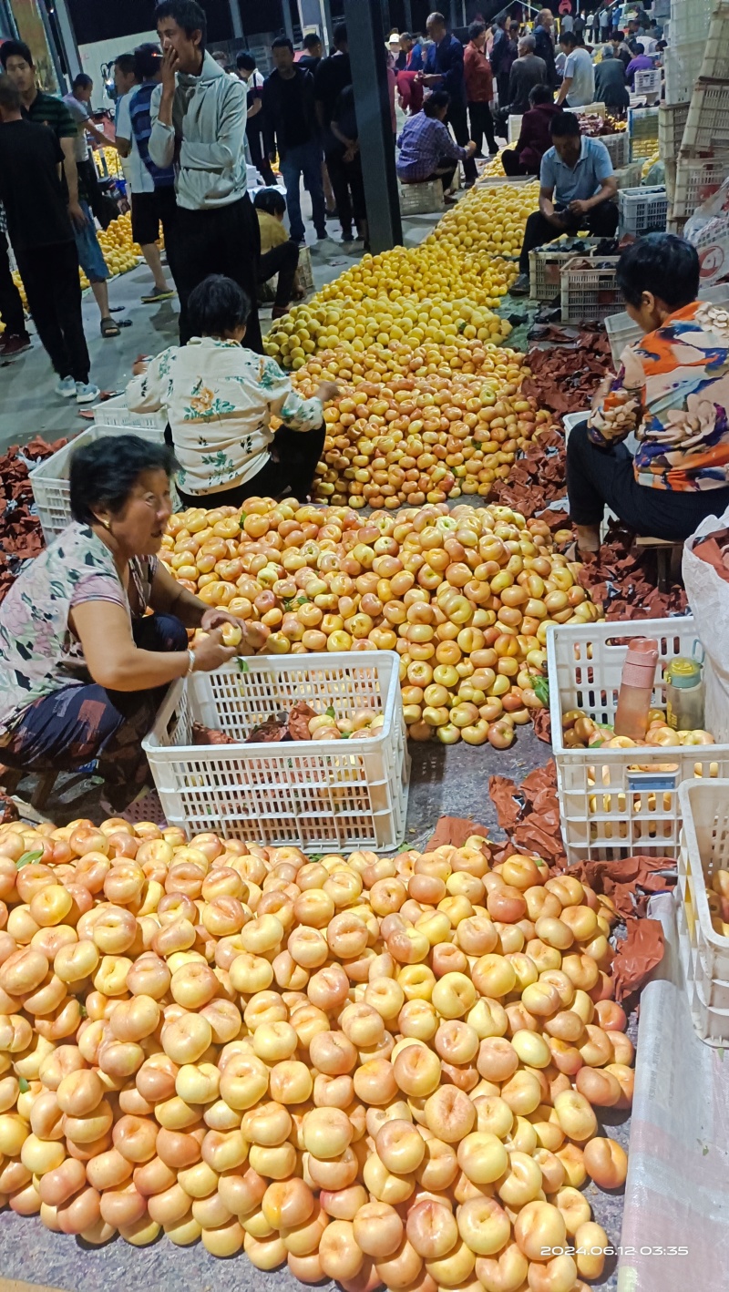 山东油蟠桃大量上市，对接电商，支持一件代发
