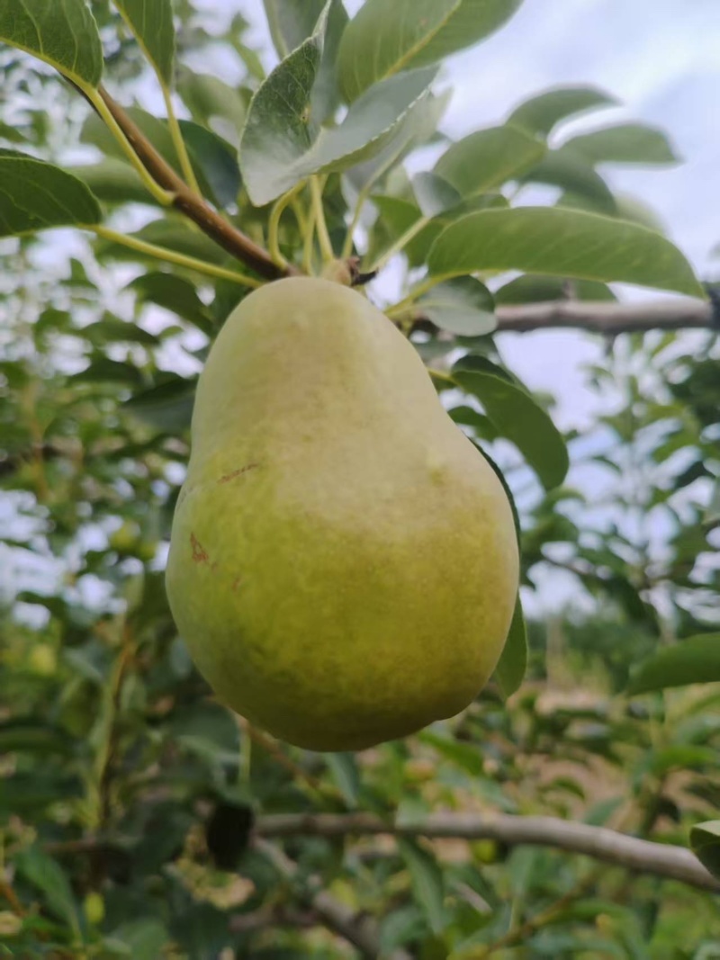 【大头梨】河南三门峡精品大头梨洋梨大量上市对接各大商超