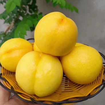 河北精品黄油桃，口感甜表光亮，全国发货商超电商