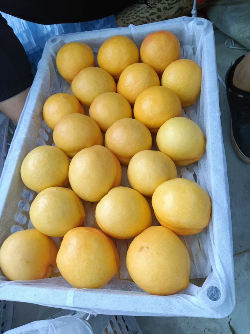河北精品黄油桃，口感甜表光亮，全国发货商超电商