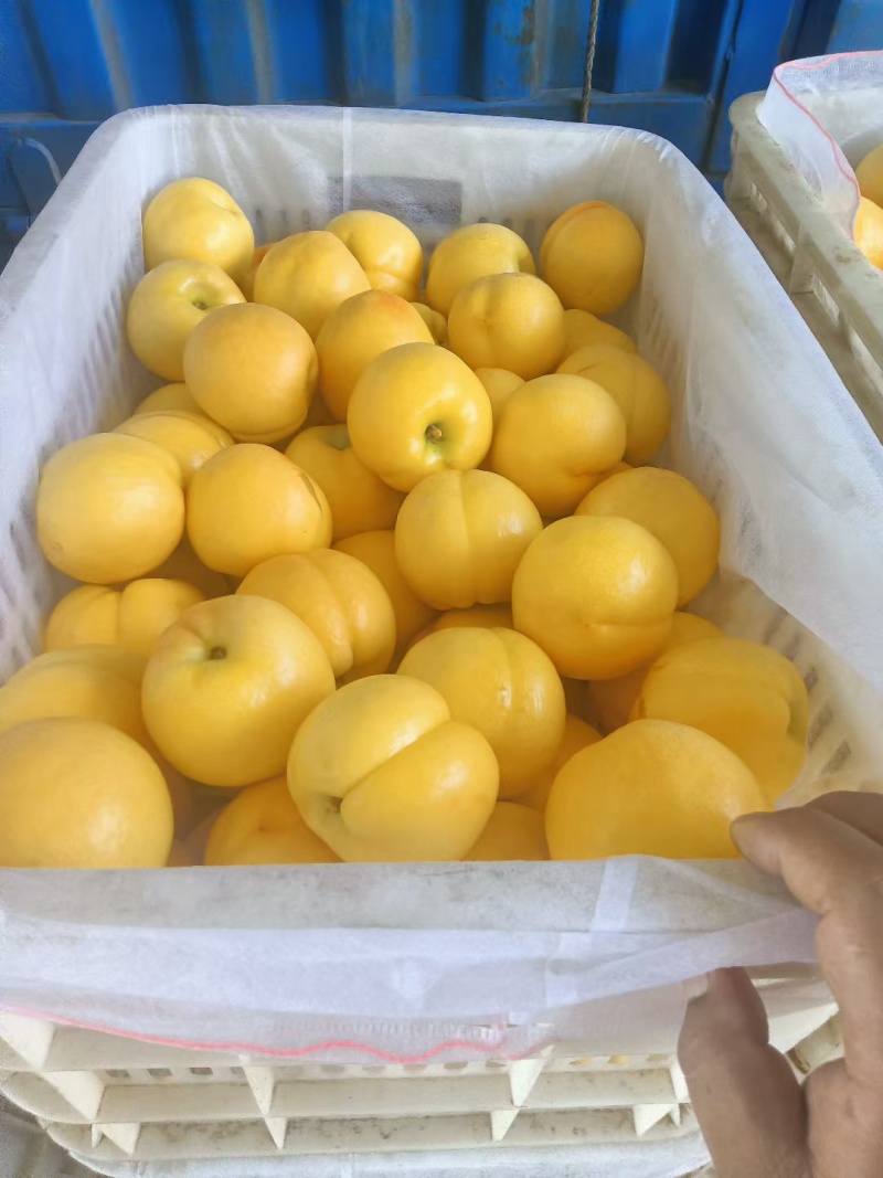 河北精品黄油桃，口感甜表光亮，全国发货商超电商