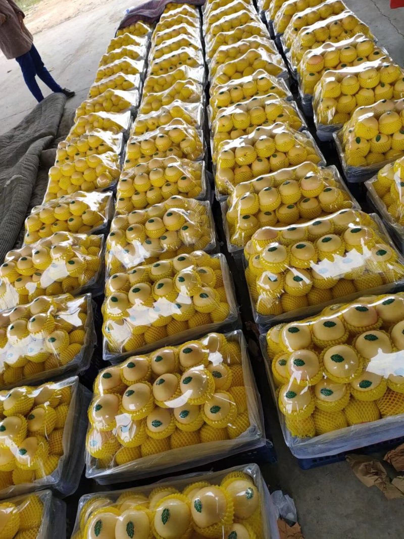 河北精品黄油桃，口感甜表光亮，全国发货商超电商