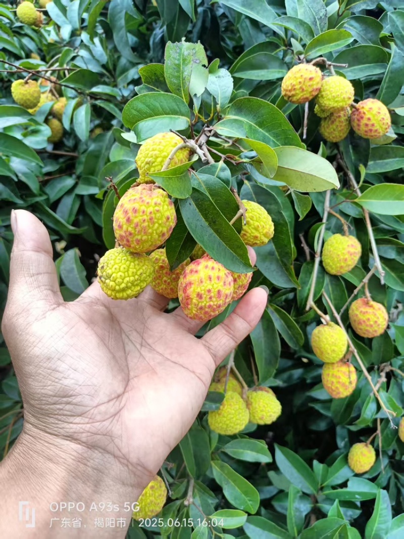 广东糯米滋荔枝，产地直发，一手货源视频看货全国发货
