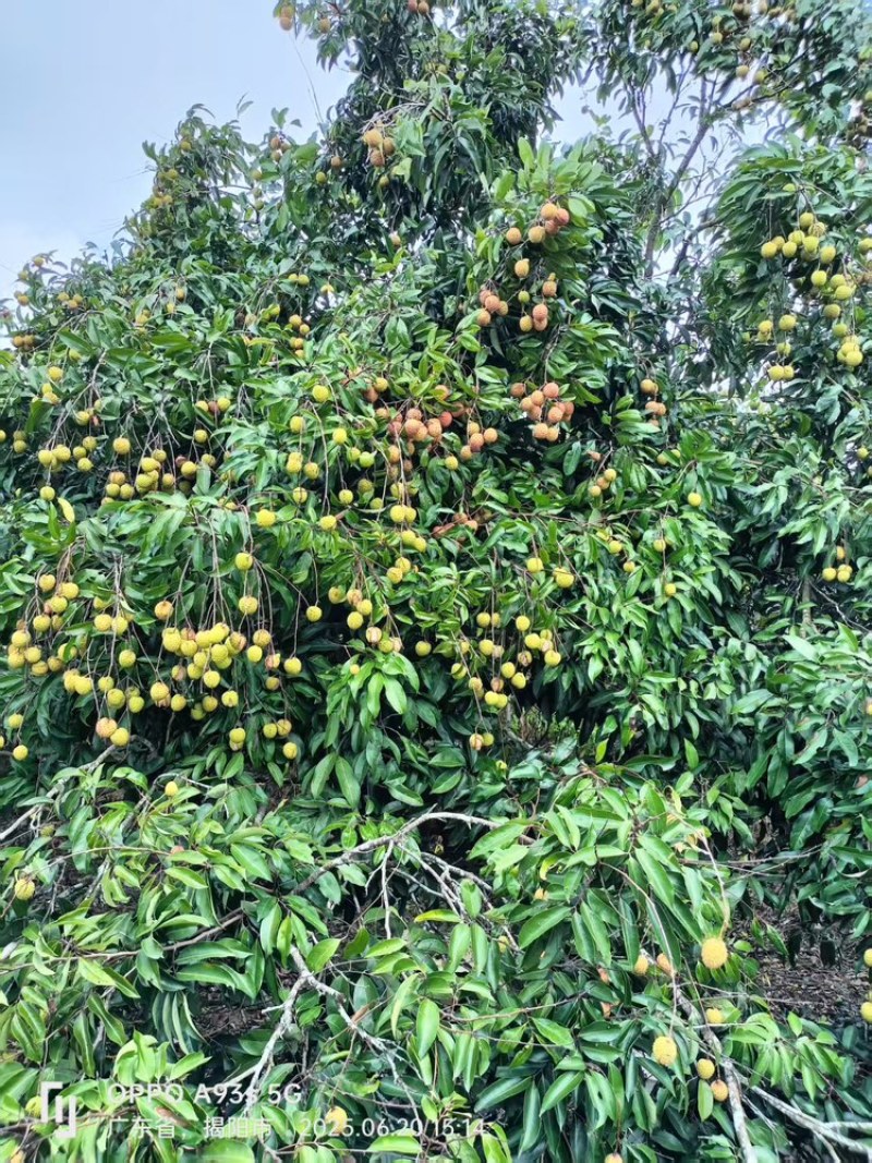 广东糯米滋荔枝，产地直发，一手货源视频看货全国发货