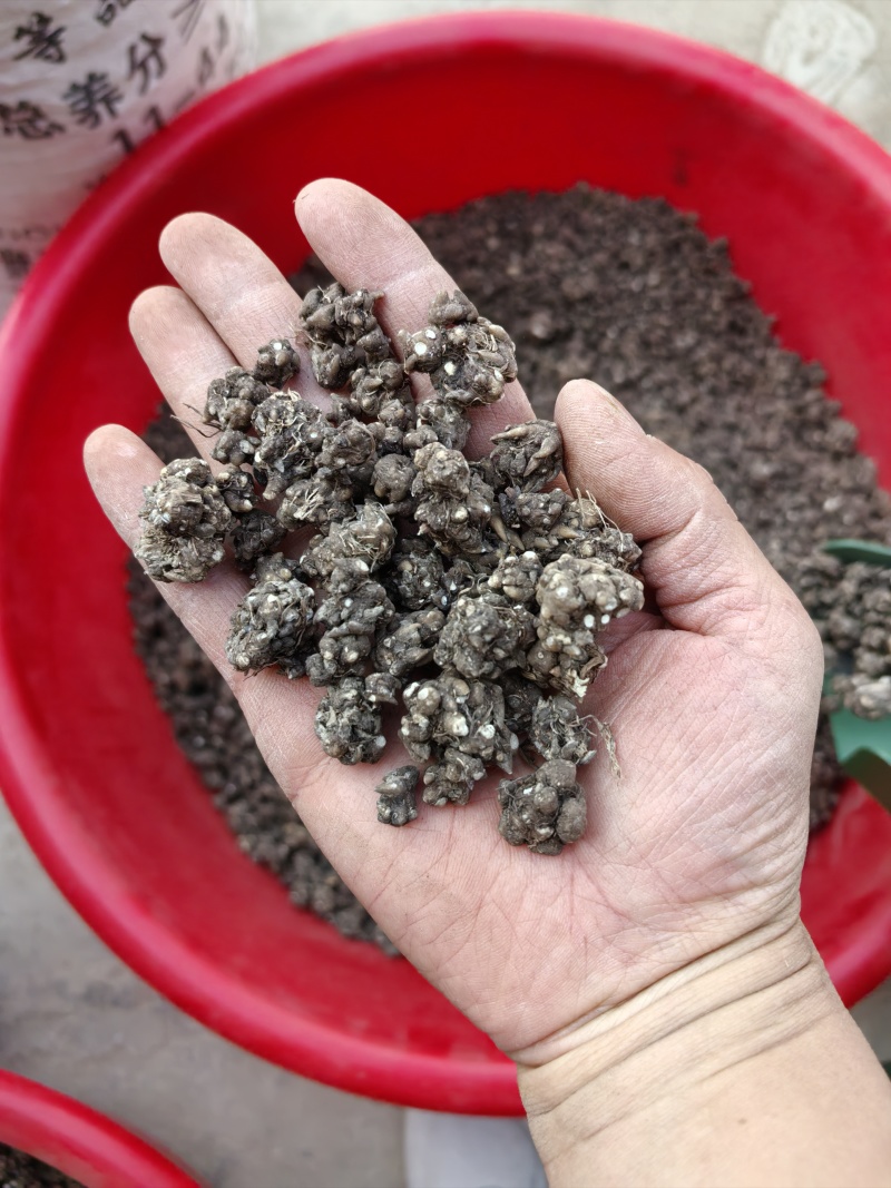 猫爪草水洗两遍大颗粒精品