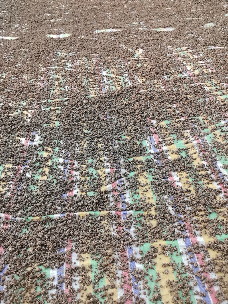 猫爪草水洗两遍大颗粒精品