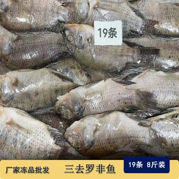 三去罗非鱼新鲜冷冻8斤19条装酒店烧烤餐饮商用水产品