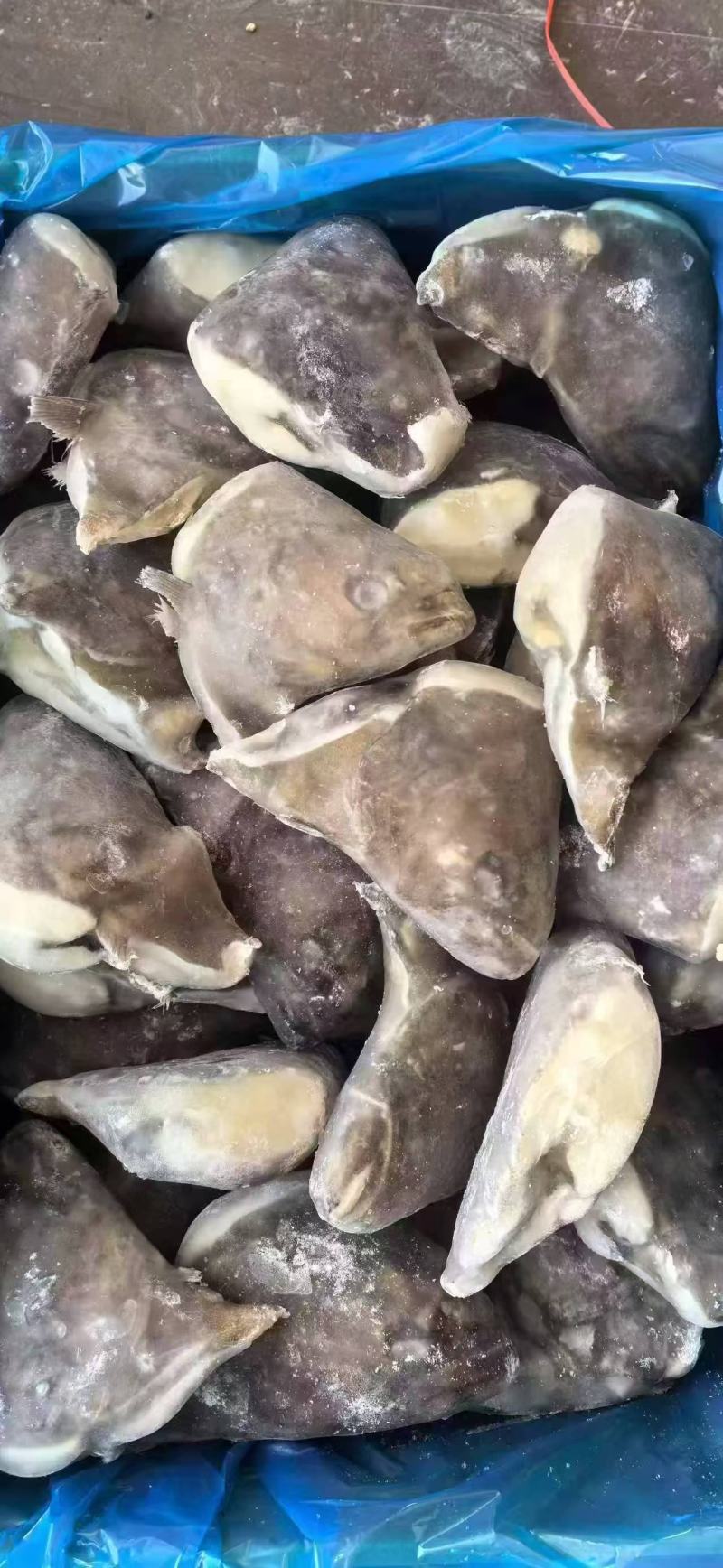 碟鱼头