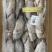 三去罗非鱼新鲜冷冻8斤19条装酒店烧烤餐饮商用水产品
