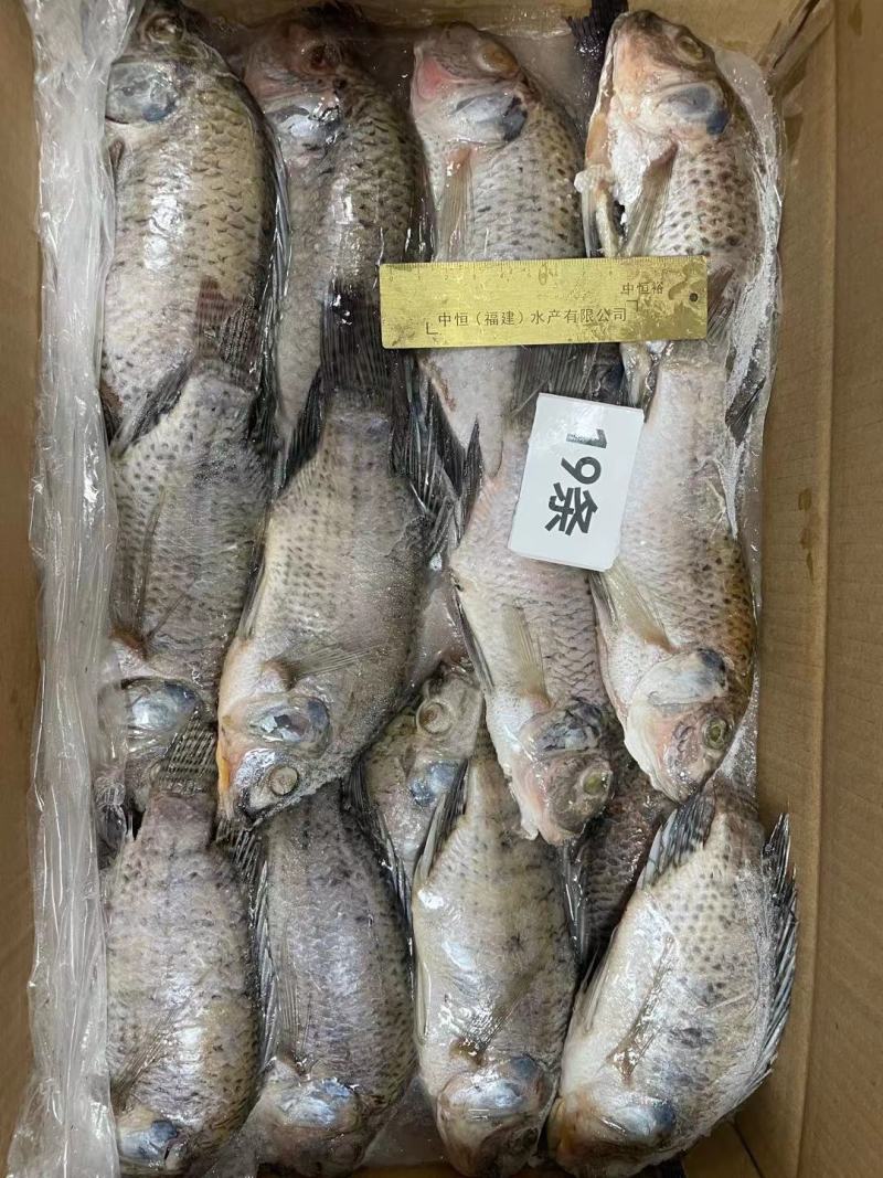 三去罗非鱼新鲜冷冻8斤19条装酒店烧烤餐饮商用水产品